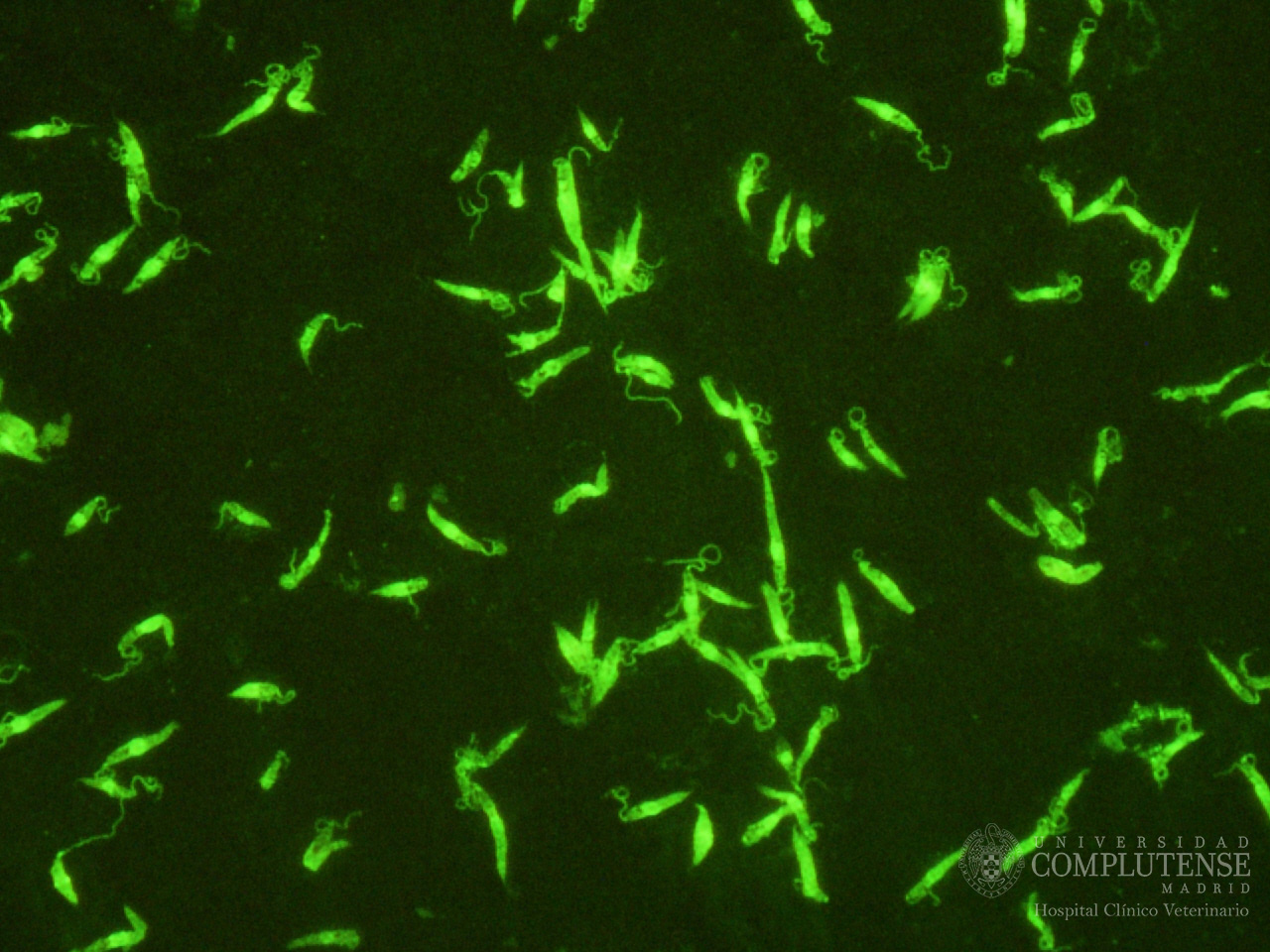 3-Inmunofluorescencia indirecta (IFI): detección de anticuerpos específicos frente Leishmania infantum en el suero de un perro